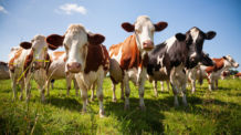 Tierleasing durch die FML Leasinggesellschaft